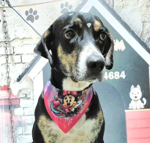 Princesinha linda para adoção responsável 