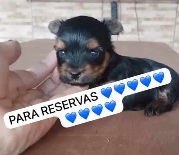 Yorkshire Terrier Micro Filhote