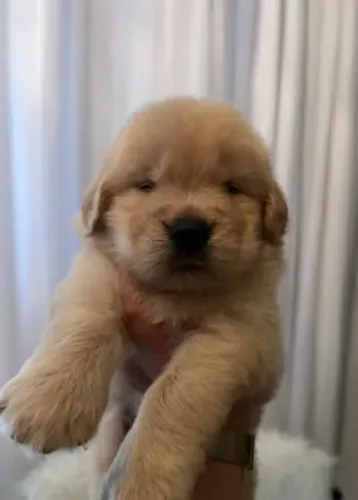 cachorro