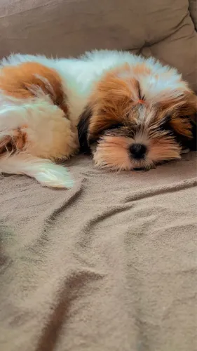 Shitzu 3 meses fêmea