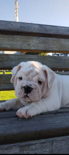 Filhotes de Bulldogue Inglês - Para pessoas exigentes