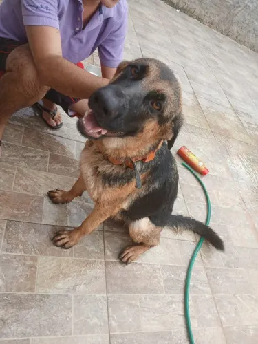 Fêmea Pastor Alemão 
