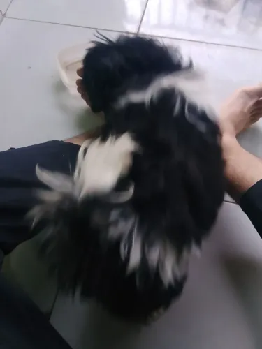 Cachorro Shi tzu