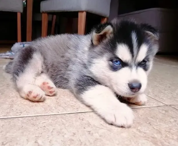 Husky Siberiano,Husky Siberiano Filhote Muito Amoroso e Dócil