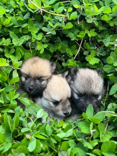  Lulu da Pomerânia 