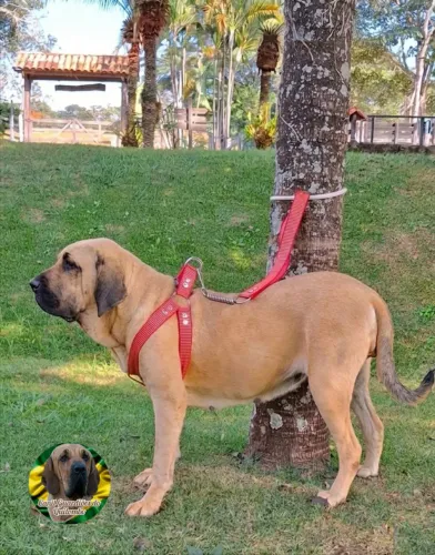 Fila Brasileiro