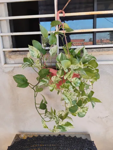 Vendo Planta - Jibóia Variegata 