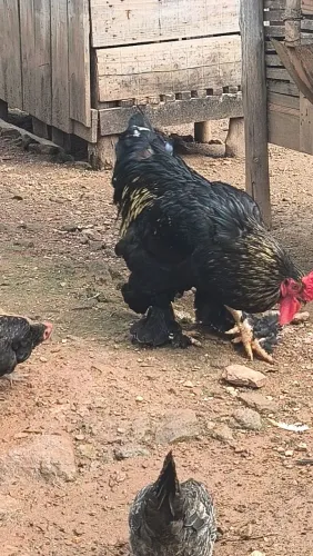 Venda de galinhas de raça