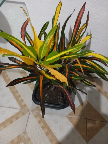 Lindo croton 