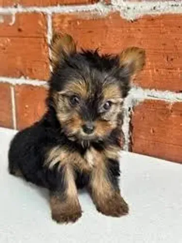 Yorkshire Terrier O York demonstrou curiosidade diante de novos objetos.