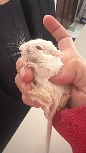 Gerbil Esquilo da Mongólia