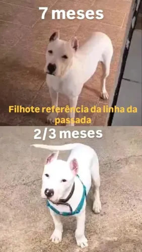 Filhotes de Pitbull 2 fêmea 1 macho
