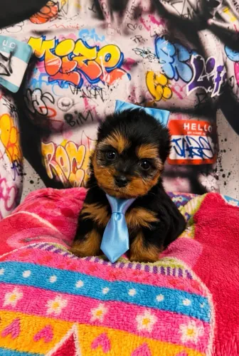 Belíssimo filhote yorkshire terrier