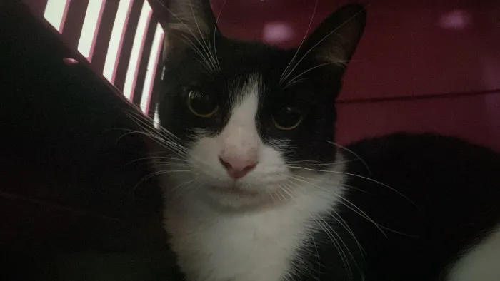 Doação de gatinha frajola 