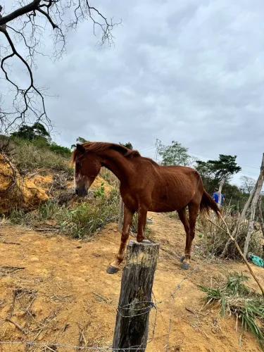 Égua mansa