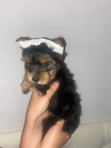 Filhote Yorkshire Terrier, cheios de energia e amor esperando por um lar feliz!