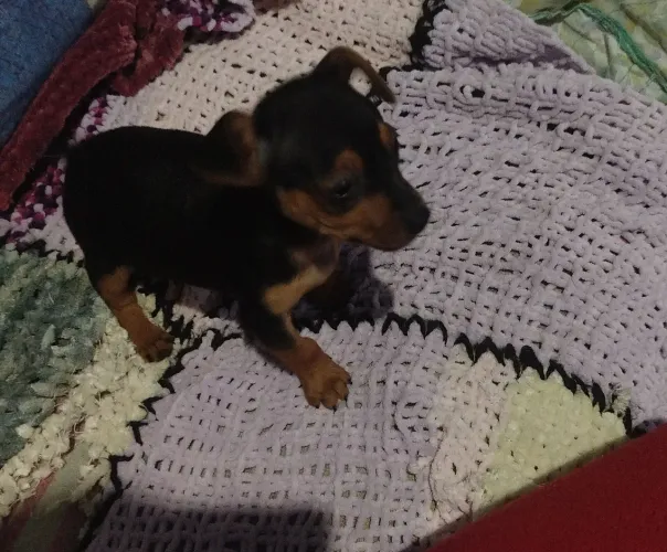 Vende-se cachorro Pinscher (Macho)