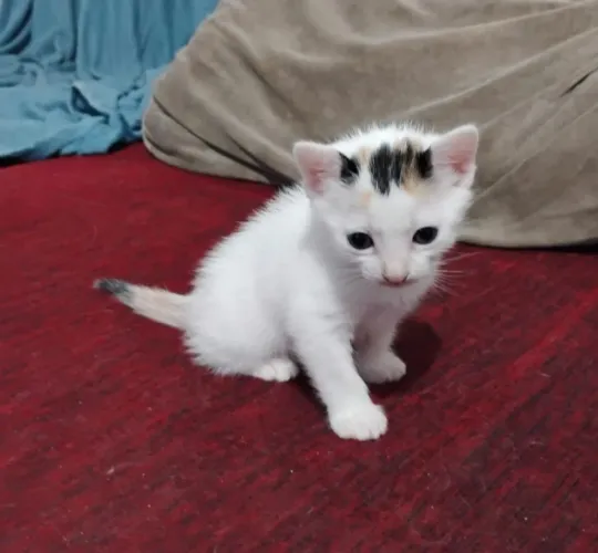 Gatinha filhote linda para adoção
