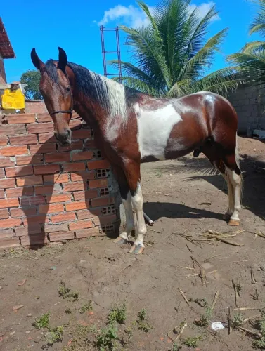 Pordo Mangolino pampa