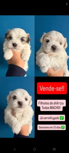 Filhote de shih tzu