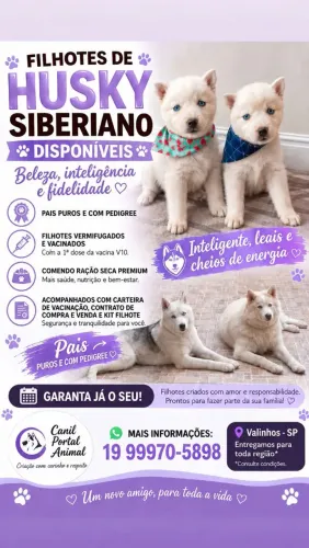 Husky siberiano disponíveis