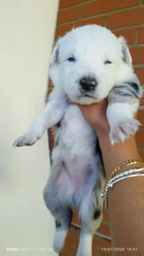 Vendo border collie