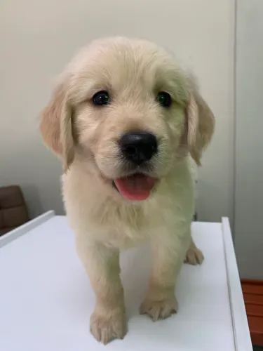 Golden Retriever