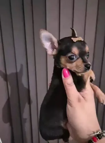 PINSCHER FEMEA ZERO