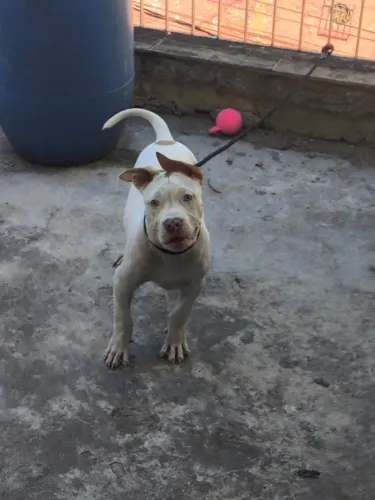 Doação (RESPONSÁVEL) de American Bully