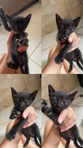 Gato