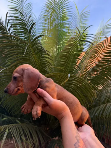 Dachshund (Salsichinha) FÊMEA, 10x SEM JUROS!!!