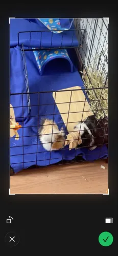 Casal porquinho da índia