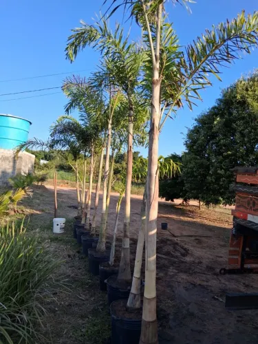 Plantas para paisagismo...