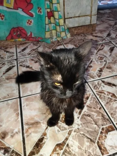 Gato macho castrado para doação!