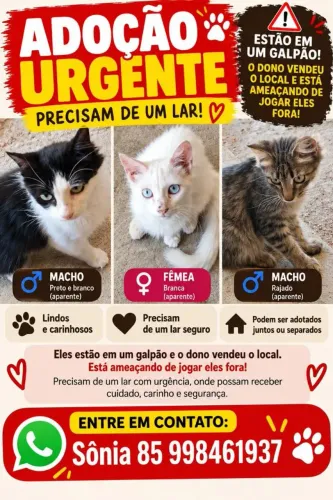 Gatos lindos demais pra adoção responsável