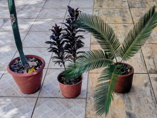 Plantas diversas