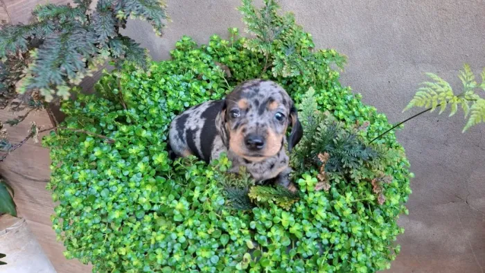 Vendo basset hound arlequim