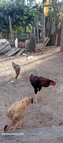 Venda Galinha carpira
