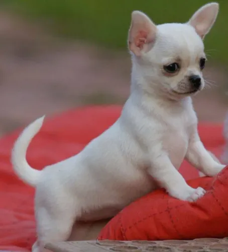 Chihuahua Amor que acompanha o tempo