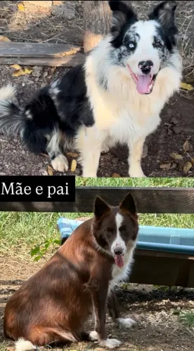 Border collie filhotes puros