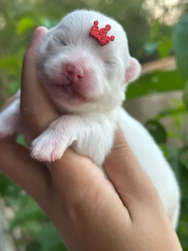 Lulu da Pomerania Anao Brancos e Laranja Confira Promocao mes das Crianças