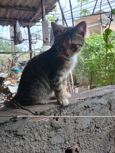 Doação de gatos