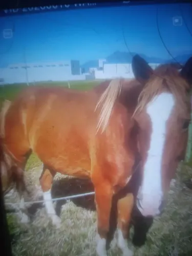 Vendo cavalo 7 anos de montaria e de charete estou vendendo pós não tenho mais tempo pra c