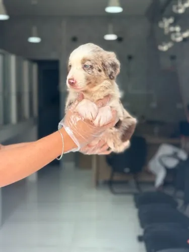 Border Collie: Inteligência que Conquista