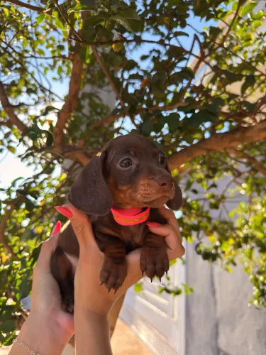Basset Dachshund chocolate fêmea kanichen