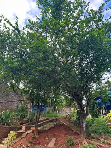 Lindo Sobrado, 04 quartos, pomar formado, poço semi-artesiano, aquecedor solar