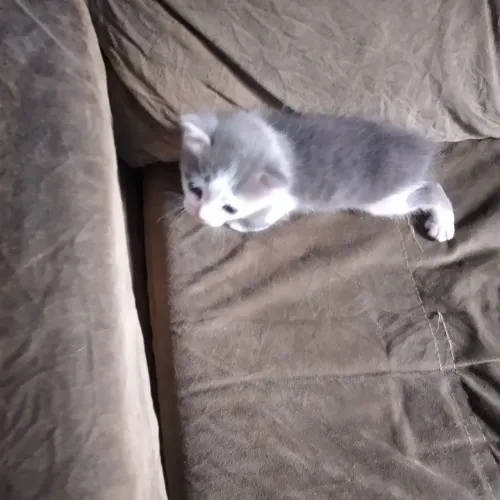 Gatinho pra doar