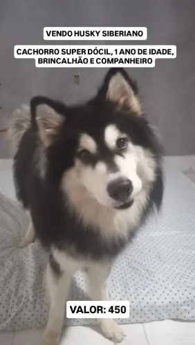 Husky siberiano vendo