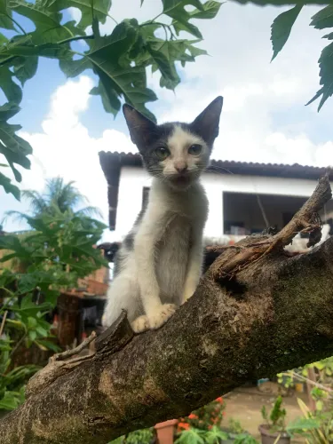 gato macho filhote 