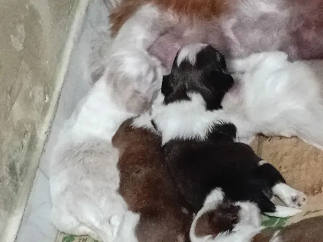 Vendo so 1000 mil.  Lindos puros. Shitzum 